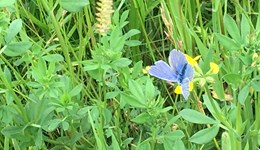 Vale of Belvoir Monitor Farm Meeting - Soil problem Solving